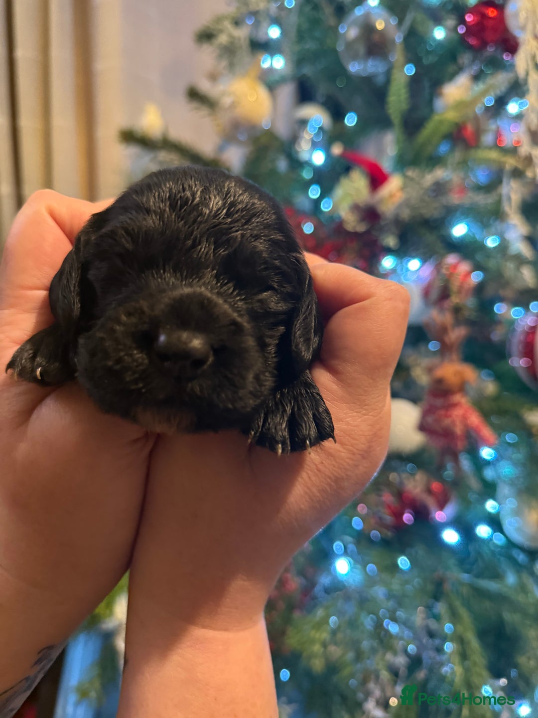 Cocker Spaniel dogs for sale: Stunning working cocker spaniel puppies available  - Advert 5