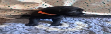 Labrador Retriever 4