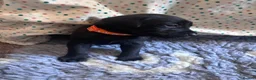 Labrador Retriever dogs for sale: Labrador Retriever KC puppies - Advert 34
