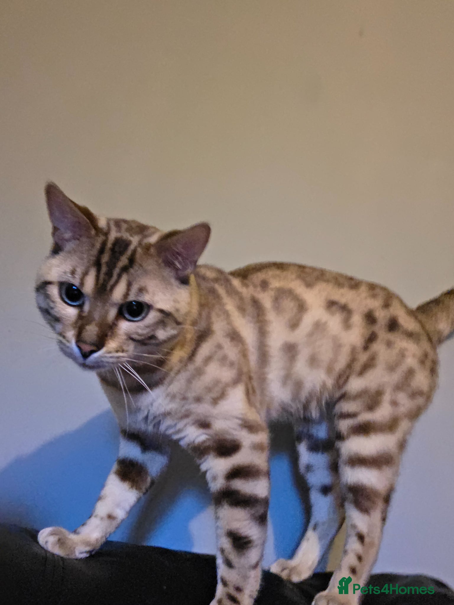 Bengal cats Bengal - Advert 16
