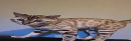 Bengal cats for sale: Bengal - Advert 1