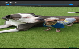 Chinese Crested dogs for stud: Chinese crested  - Advert 5