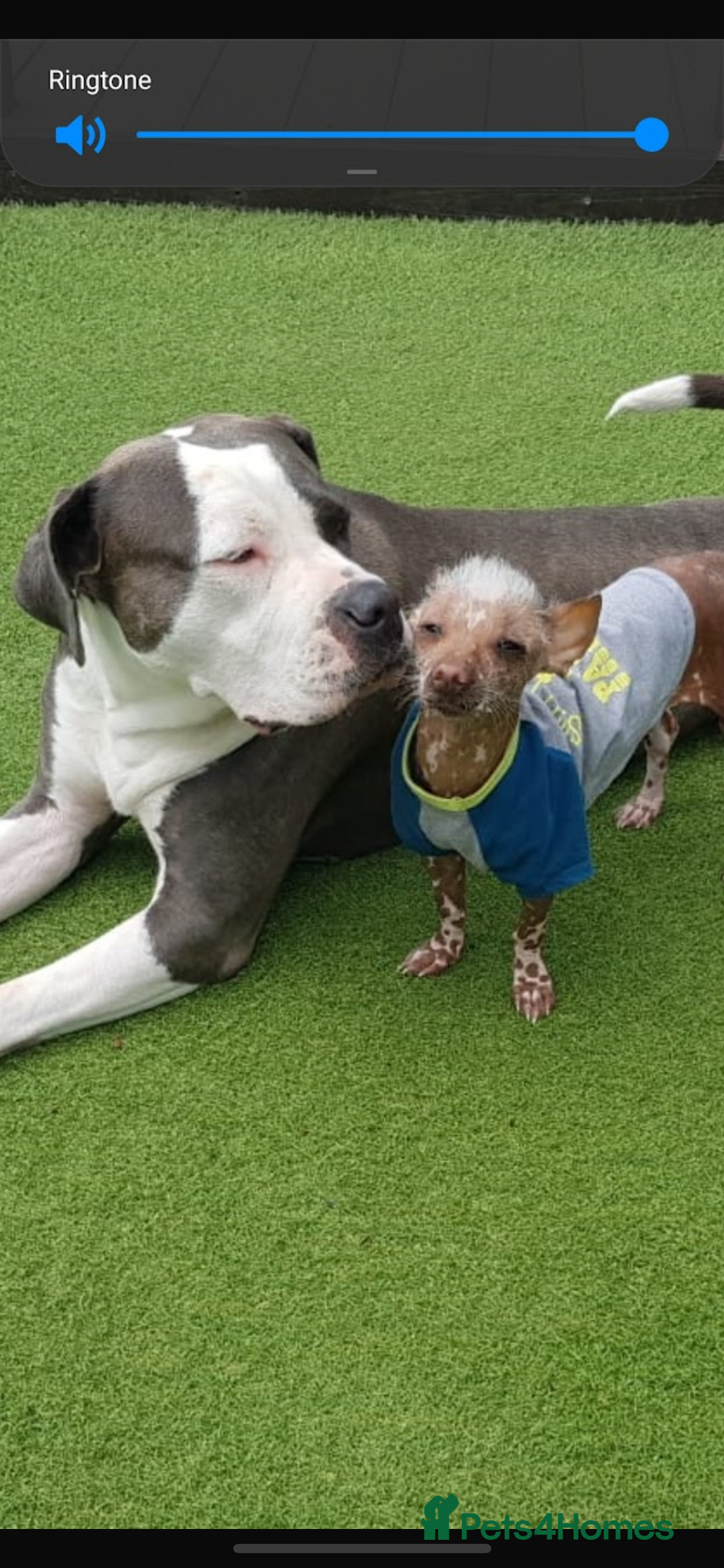 Chinese Crested dogs for stud: Chinese crested  - Advert 5