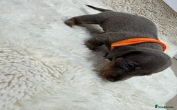 Miniature Dachshund dogs for sale: Miniature dachshund puppies - Image 7