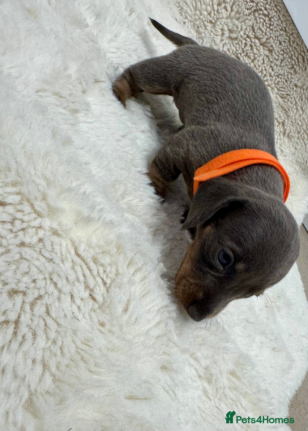 Miniature Dachshund dogs for sale: Miniature dachshund puppies - Image 7