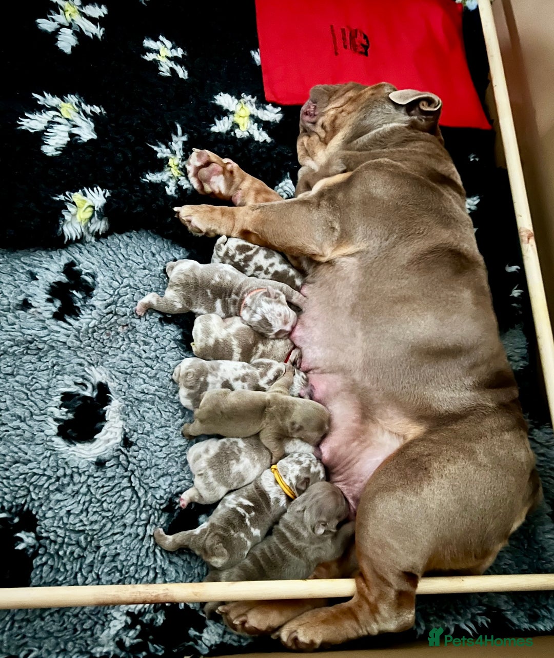 English Bulldog dogs for sale: QUALITY ENGLISH BULLDOG PUPPIES - Image 23