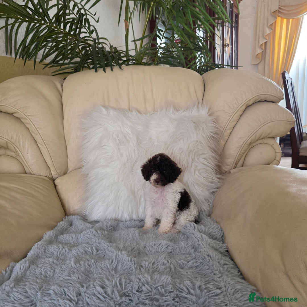 Toy Poodle dogs for sale: READY NOW 2  BROWN & WHITE Rare Toy Parti Poodles - Image 5