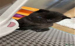 British Shorthair cats for sale: Adorable Kittens – Ready for Reservation  - Image 6