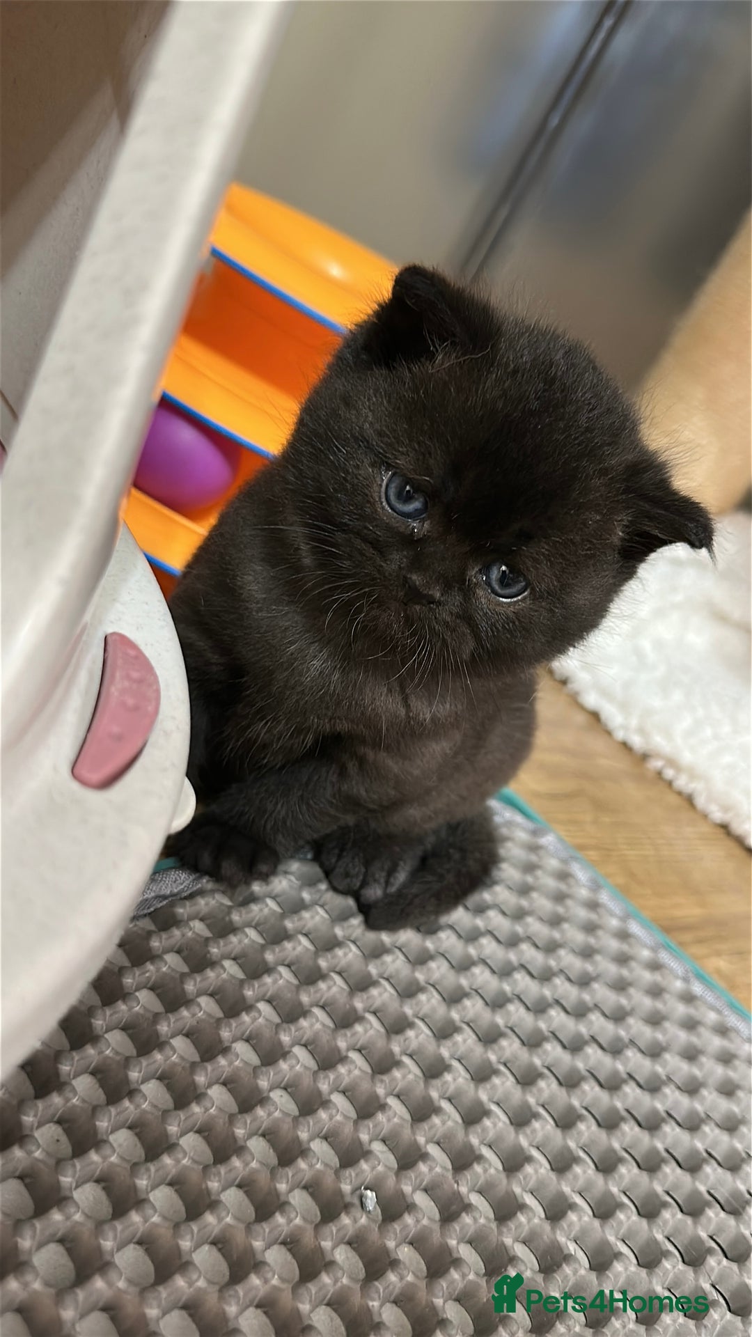 British Shorthair cats for sale: Adorable Kittens – Ready for Reservation  - Image 6