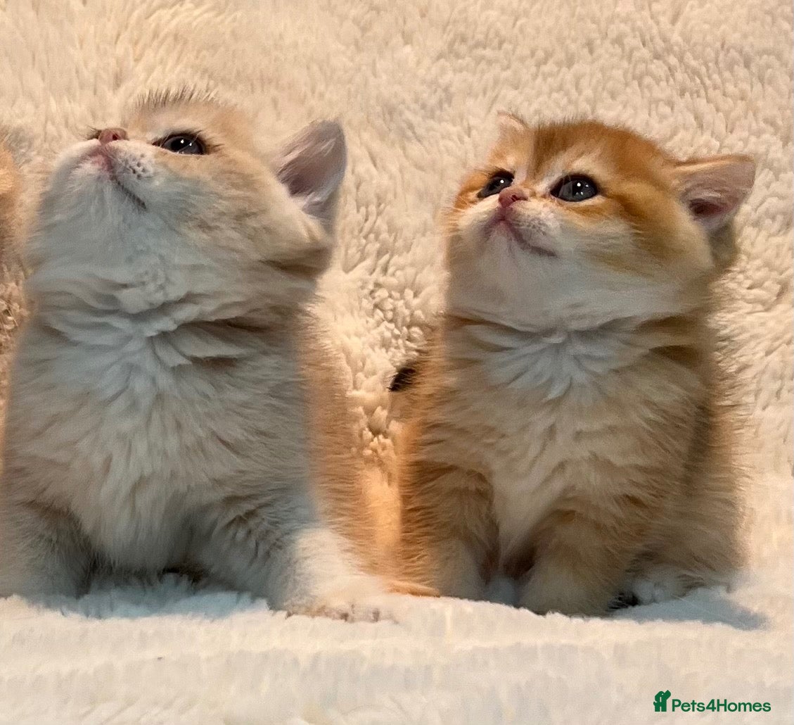 British Shorthair cats Amazing AY11/AY12 & Ny12 British Shorthair Kittens - Advert 1