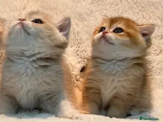 British Shorthair cats Amazing AY11/AY12 & Ny12 British Shorthair Kittens - Advert 4