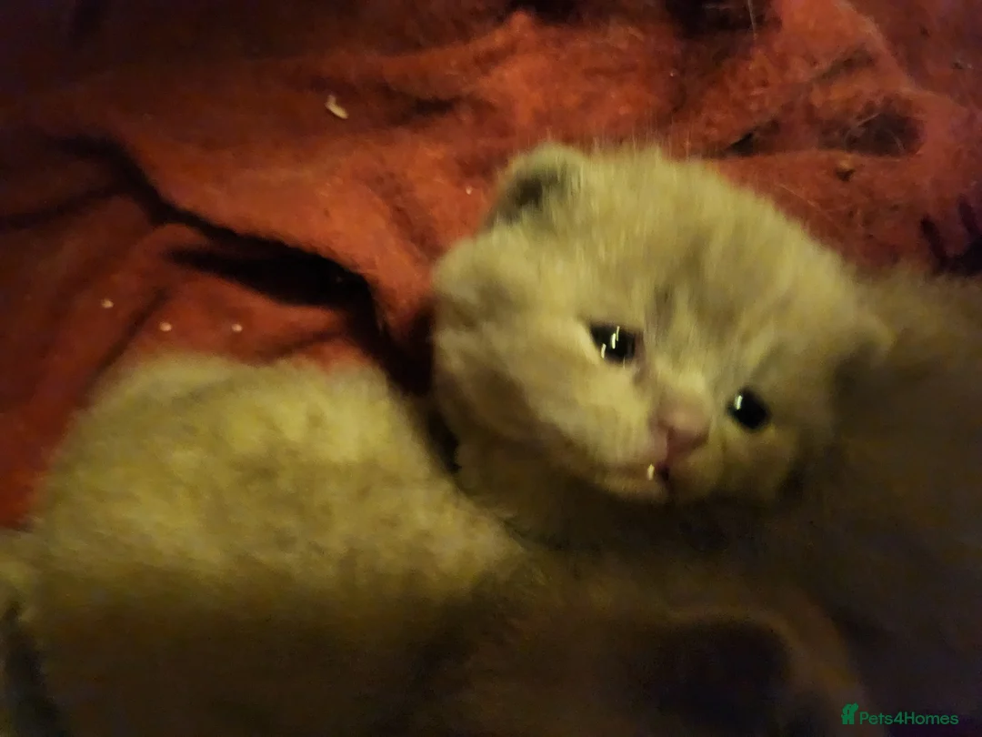 British Shorthair cats for sale: Brithish shorthair kittens  - Advert 7