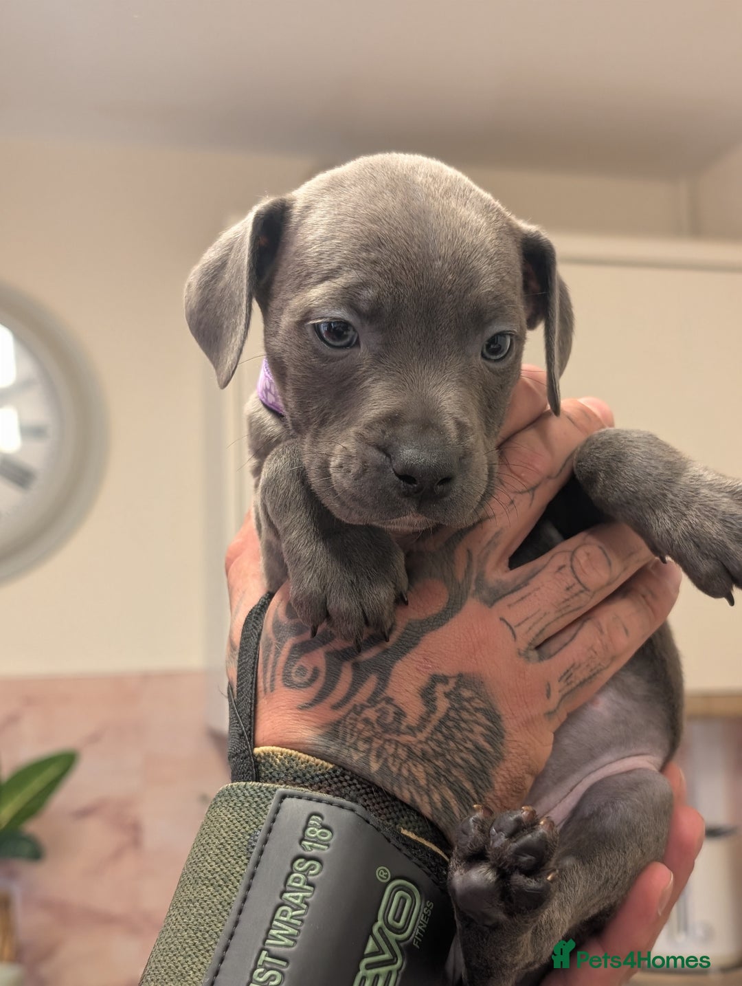 Staffordshire Bull Terrier dogs for sale: Blue/blue&white staffs - Image 10