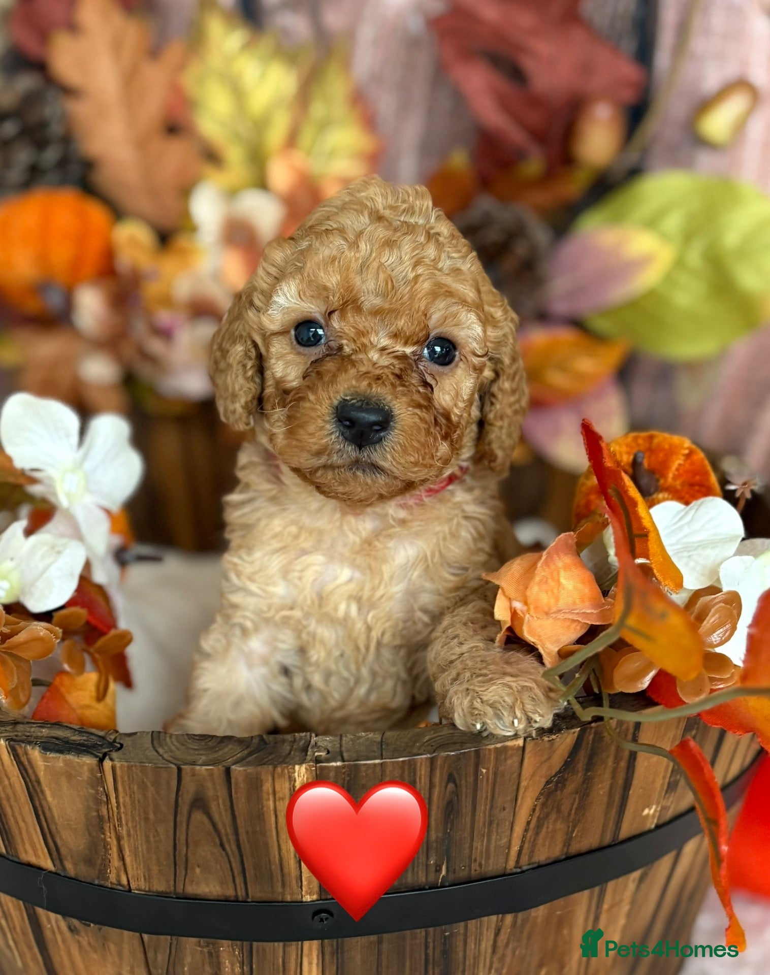 Cockapoo dogs Gorgeous F1B Miniature Cockapoos  Puppies - Advert 2
