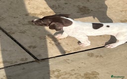 German Shorthaired Pointer dogs for sale: Working GSP puppy’s  - Image 7