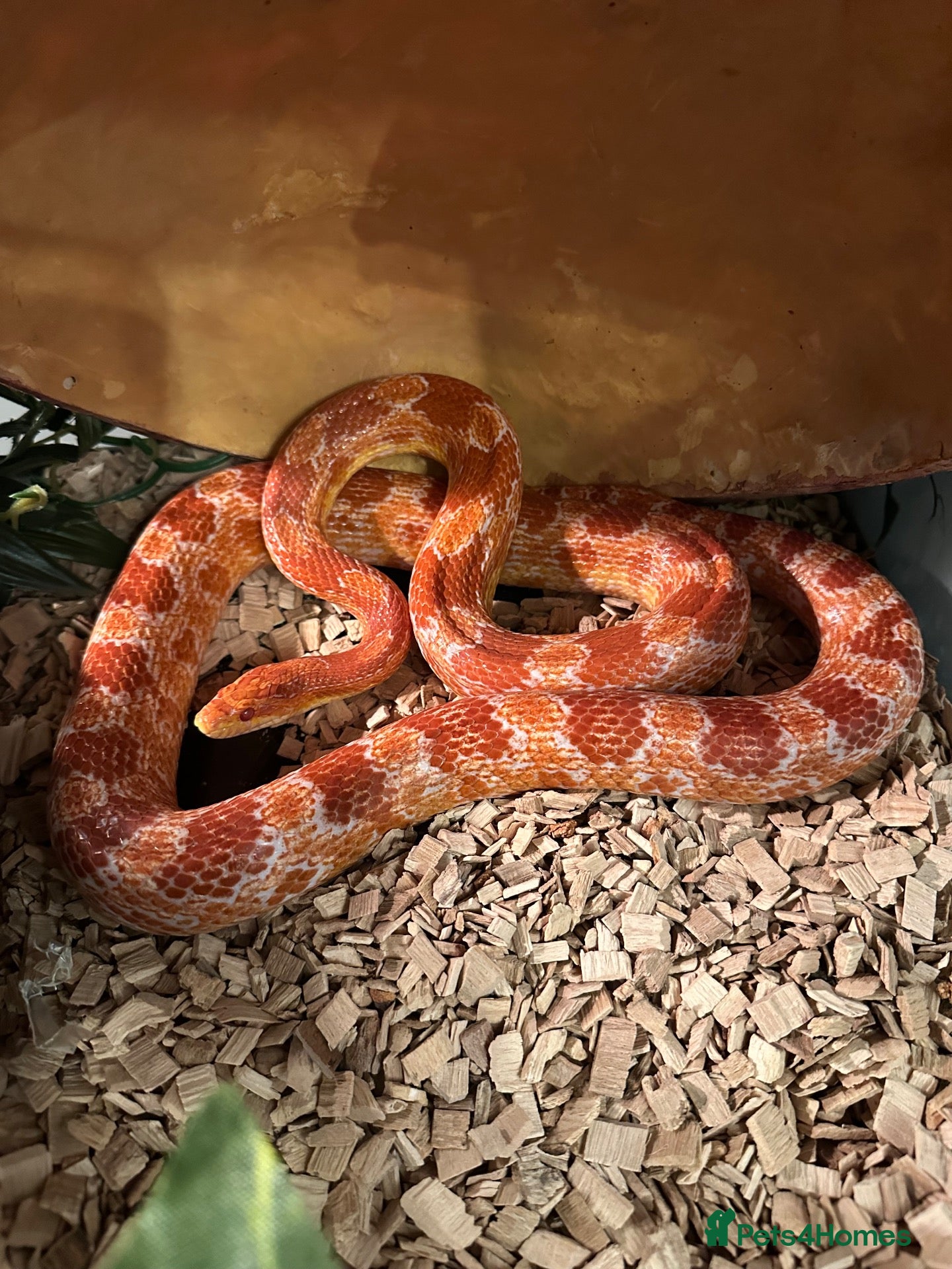 Corn Snake reptiles Female cornsnake + full set up - Advert 1