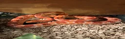 Corn Snake reptiles for sale: Female cornsnake + full set up - Advert 1