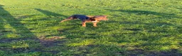 Australian Kelpie dogs for sale: Working Kelpies in Bishop Auckland - Advert 9