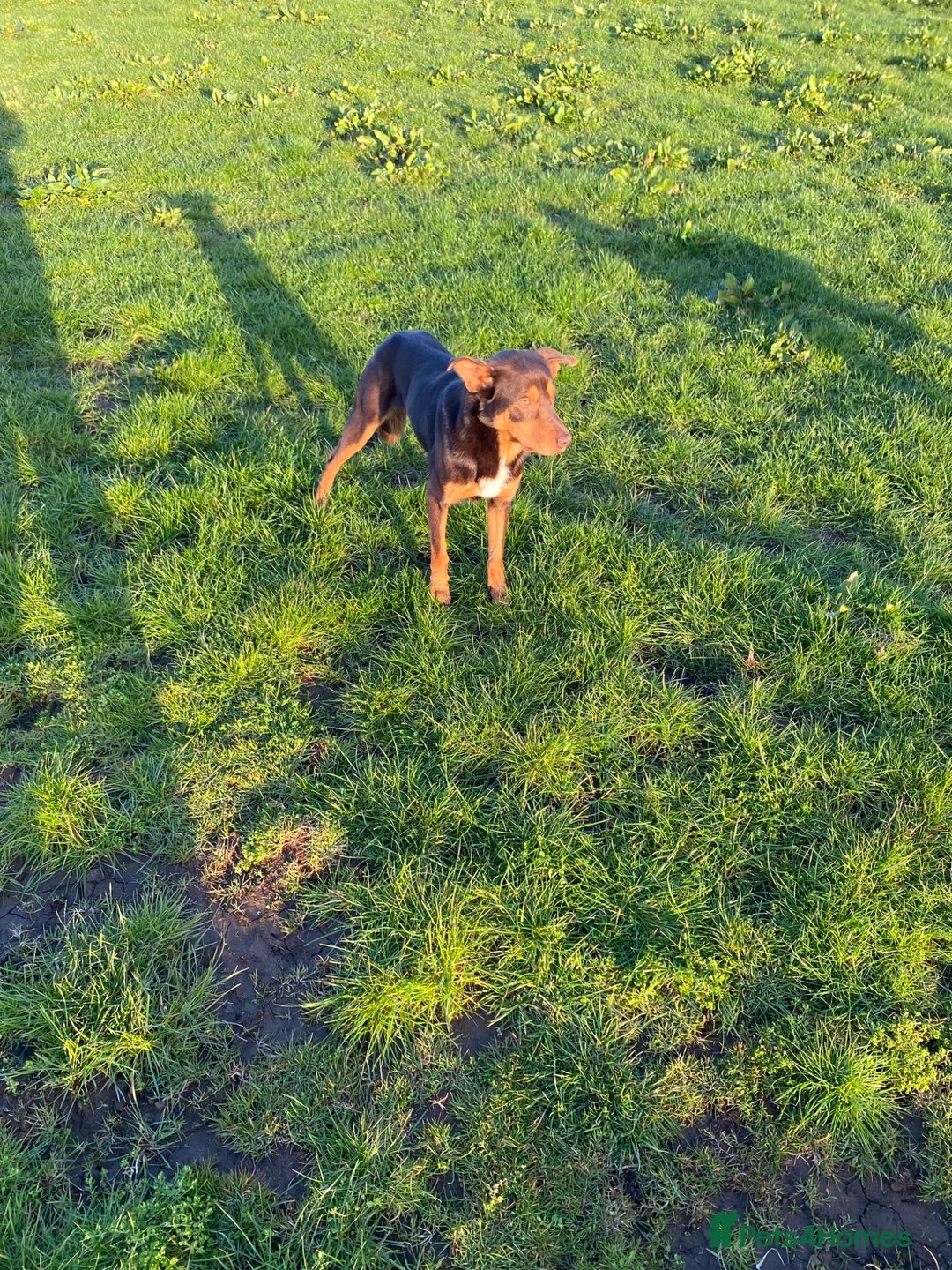 Australian Kelpie dogs for sale: Working Kelpies in Bishop Auckland - Advert 9