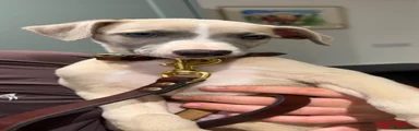 Whippet 1