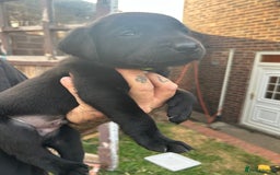 Labrador Retriever dogs for sale: Labrador puppies  - Image 15