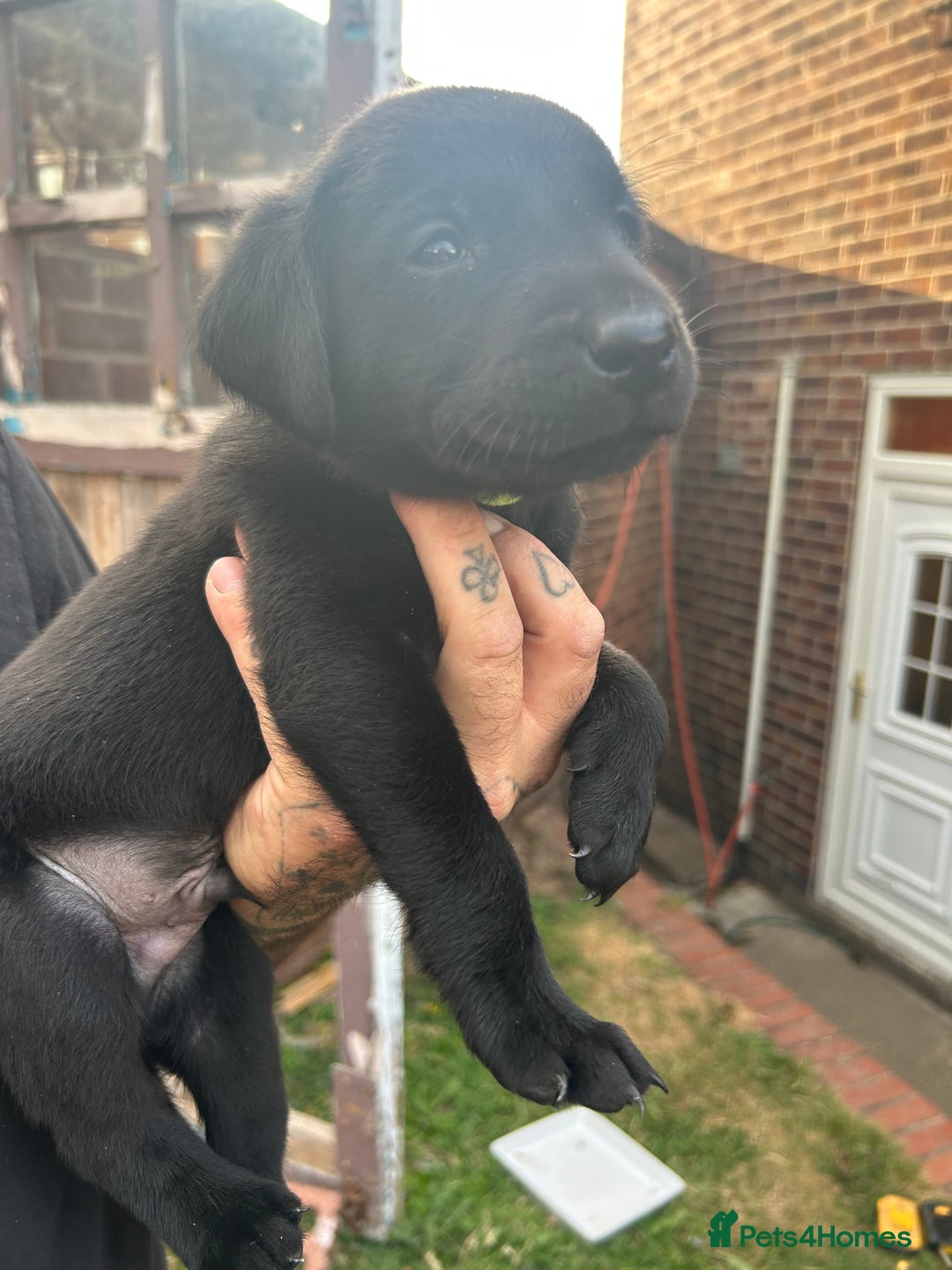 Labrador Retriever dogs for sale: Labrador puppies  - Image 15