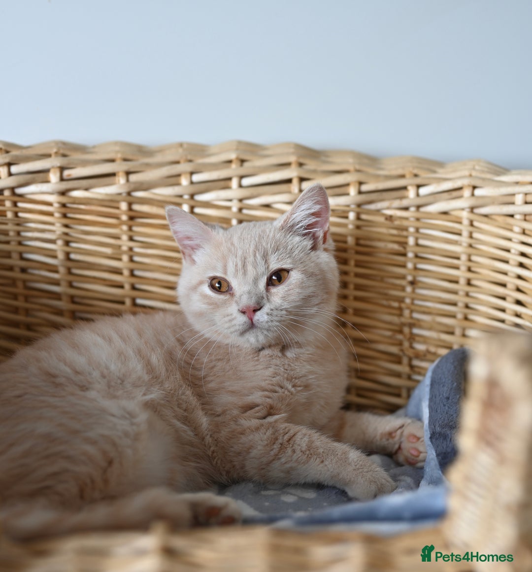 British Shorthair cats for sale: GCCF reg kittens looking for loving homes  - Image 22
