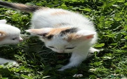 Mixed Breed cats for sale: A kitten - Image 8