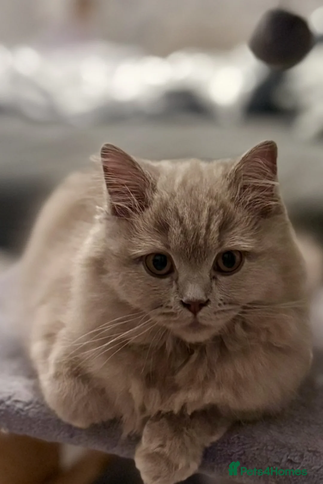British Shorthair cats for sale: Adorable British Shorthair Kittens  in Bristol - Advert 1
