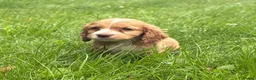 Cocker Spaniel dogs for sale: Cocker spaniel puppies - Advert 4