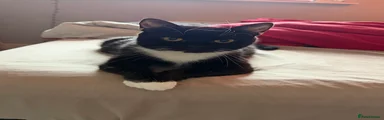 Star, Female Tuxedo