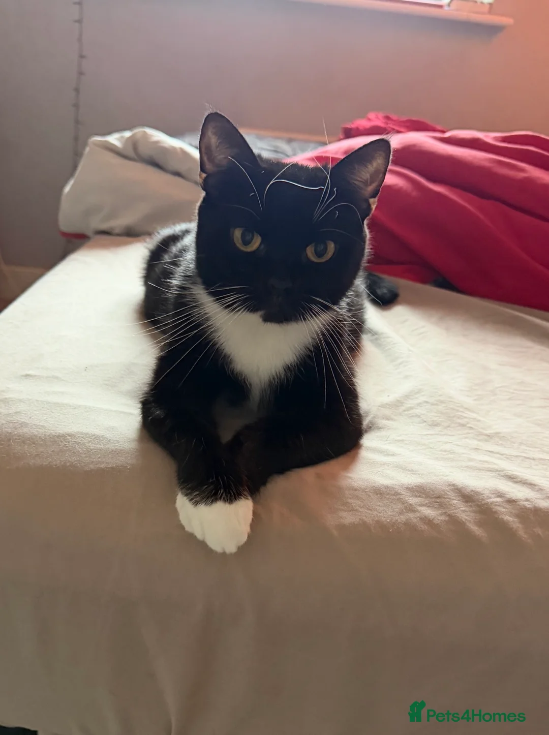 Mixed Breed cats for sale: 3 Female Cats - Advert 1