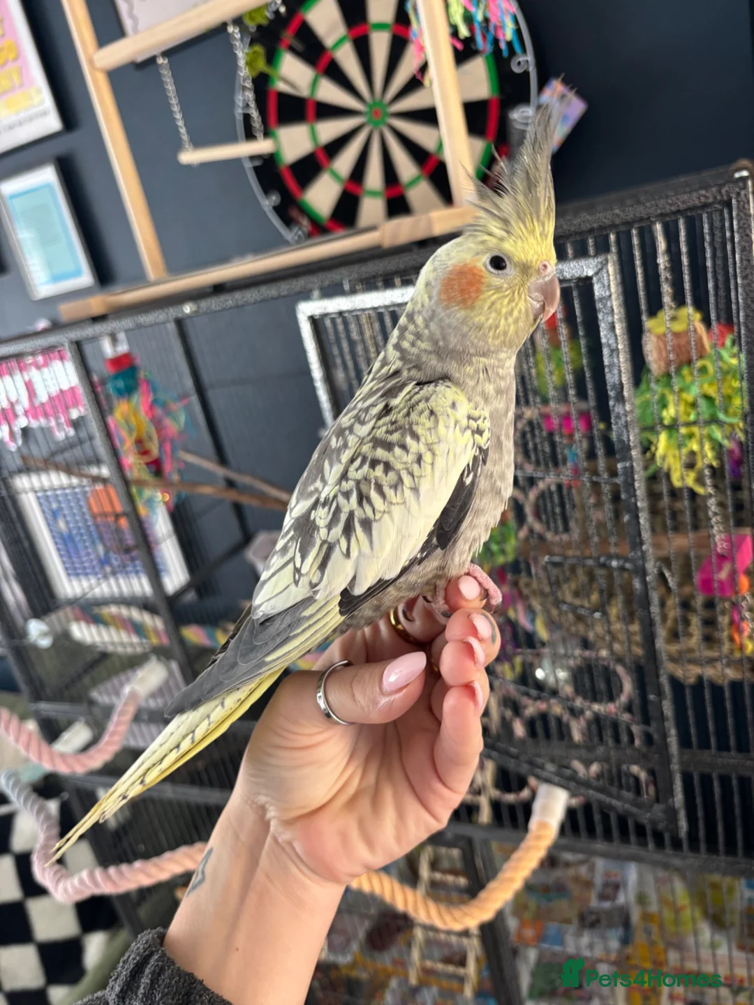 Cockatiels birds for sale: Pearl Cockatiel with full cage / set up - Advert 1