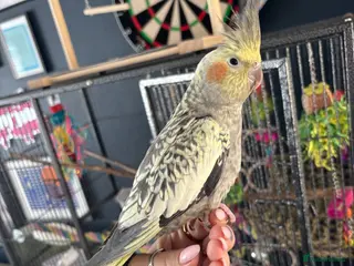 Cockatiels birds Pearl Cockatiel with full cage / set up - Advert 16