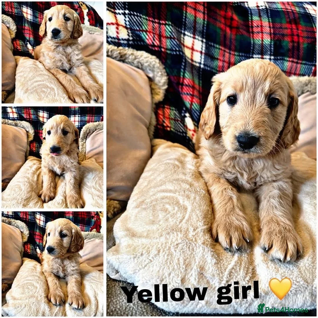 Goldendoodle dogs for sale: Goldendoodles - Advert 1