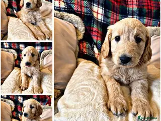 Goldendoodle dogs Goldendoodles - Advert 3