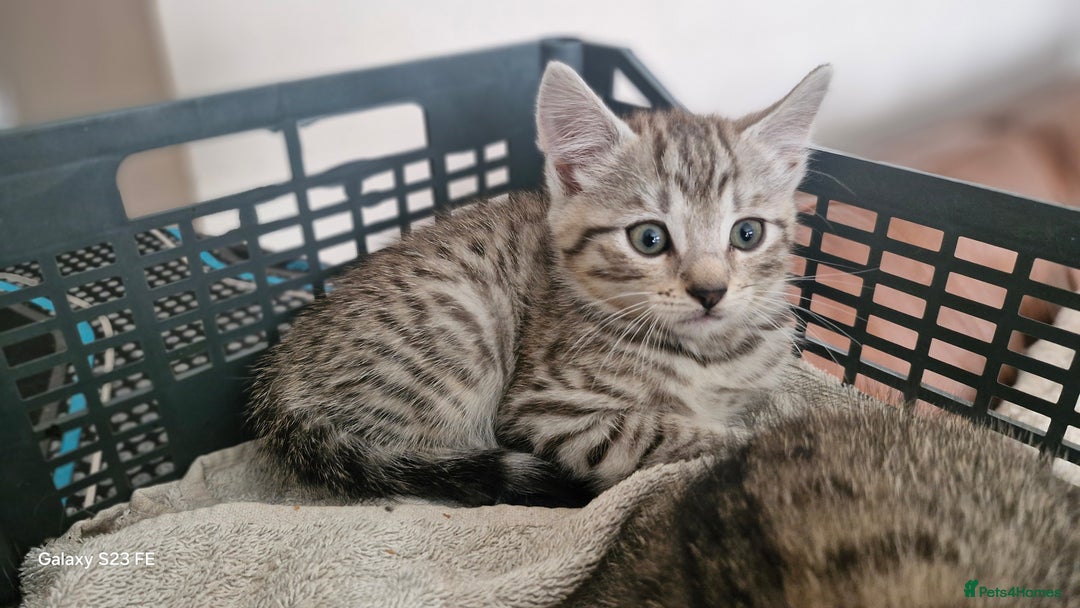 Mixed Breed cats for sale: British short-hair cross kittens - Image 4