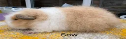 Guinea Pig rodents for sale: Swiss Boars and a Sow - Advert 3