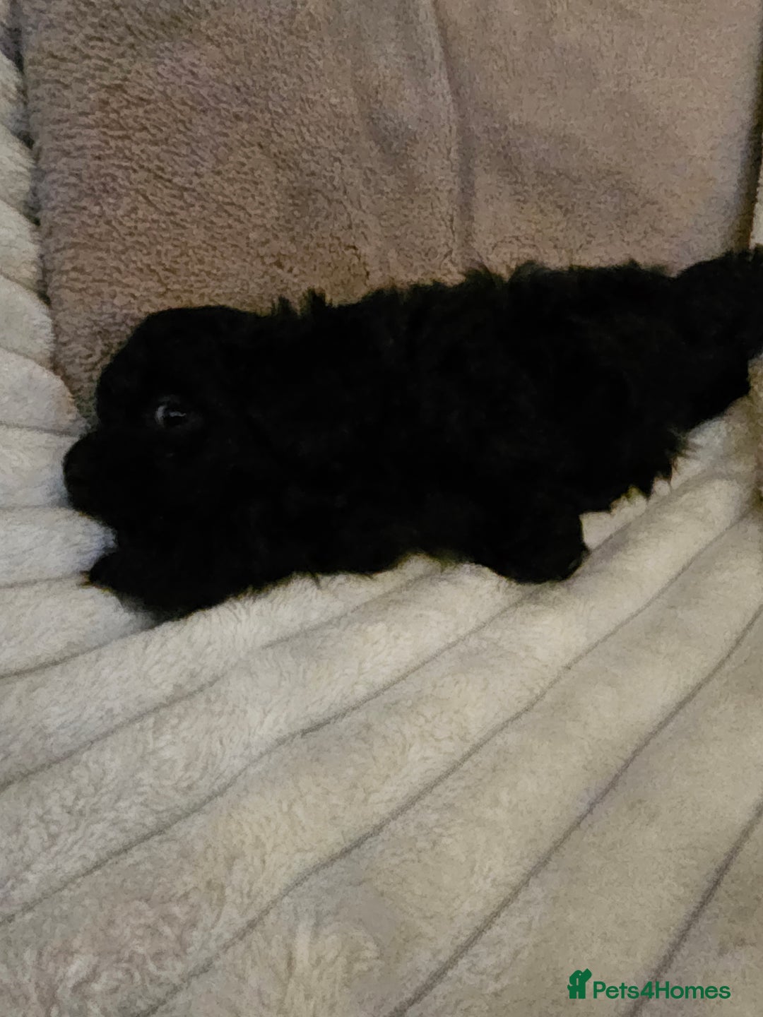 Maltipoo dogs for sale: Adorable rare merle maltipoos  ready no!!w - Advert 8