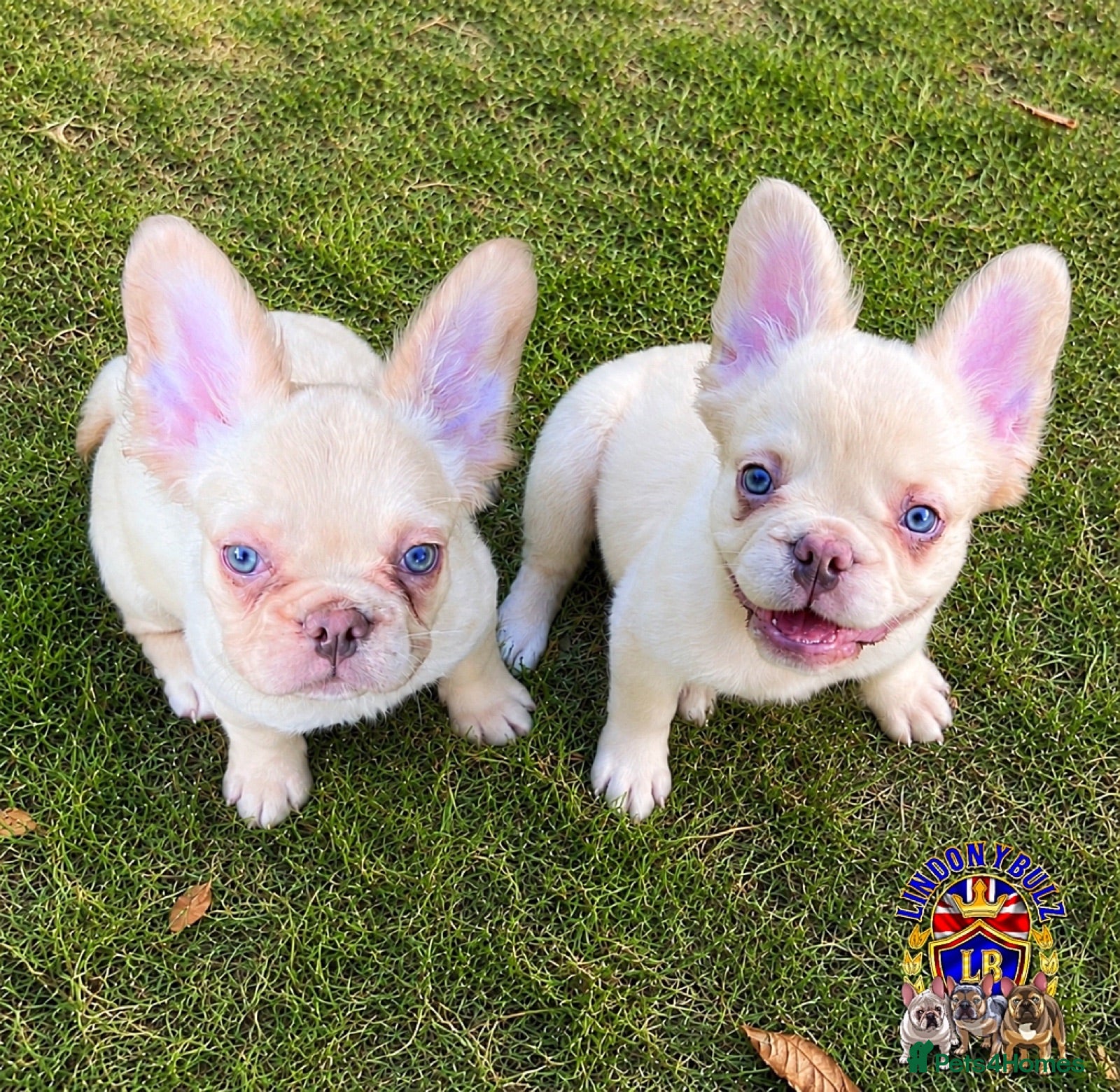 French Bulldog dogs Fully Vaccinated Fluffy French Bulldog Puppies - Advert 1