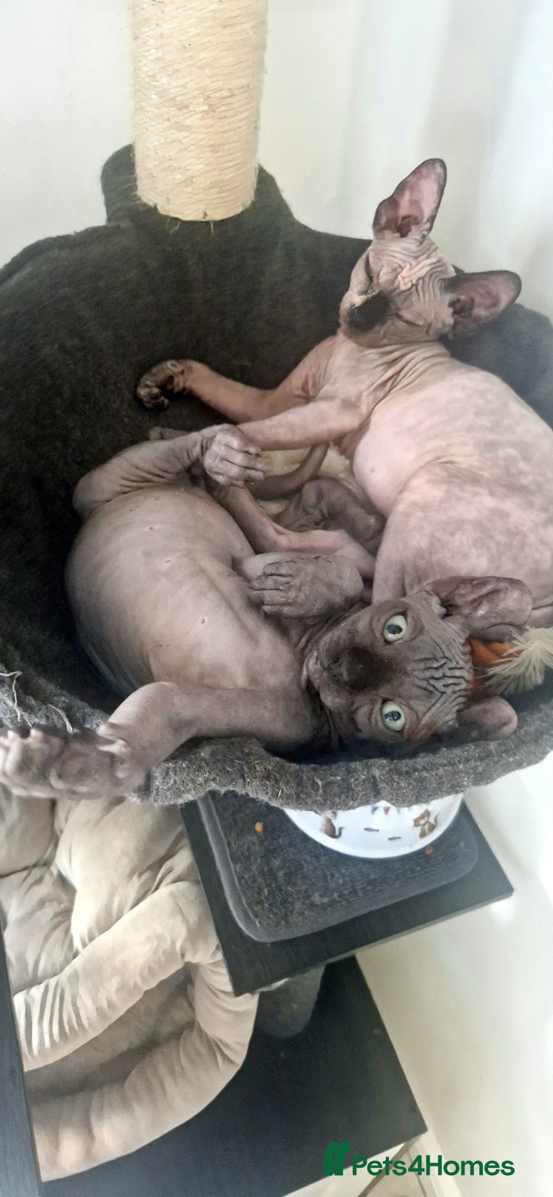 Sphynx cats for sale: Sphynx  - Image 2