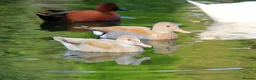 Ducks poultry for sale: Ornamental wildfowl for sale, 2026 bred - Advert 4