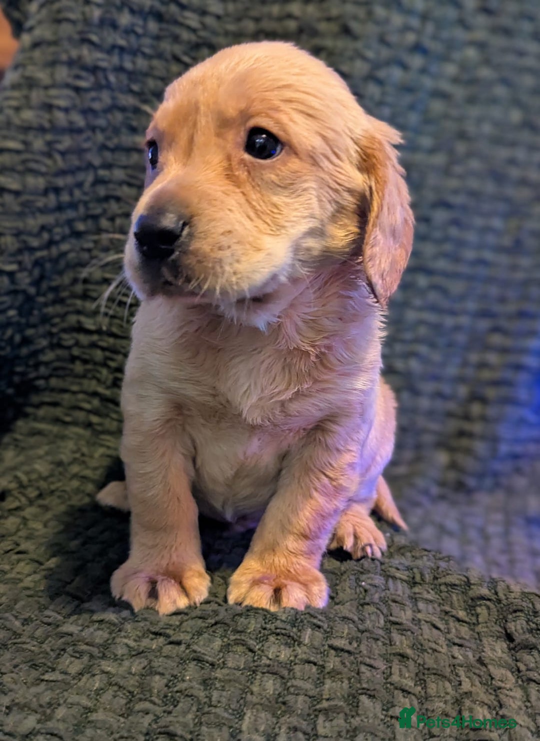 Cockerdor dogs for sale: Cockador Puppies - Advert 2