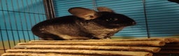 Chinchilla rodents for sale: Male Chinchilla For Sale with Cage - Advert 1