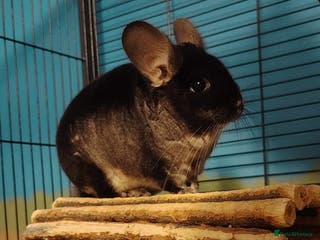 Chinchilla rodents Male Chinchilla For Sale with Cage Set Up - Advert 3