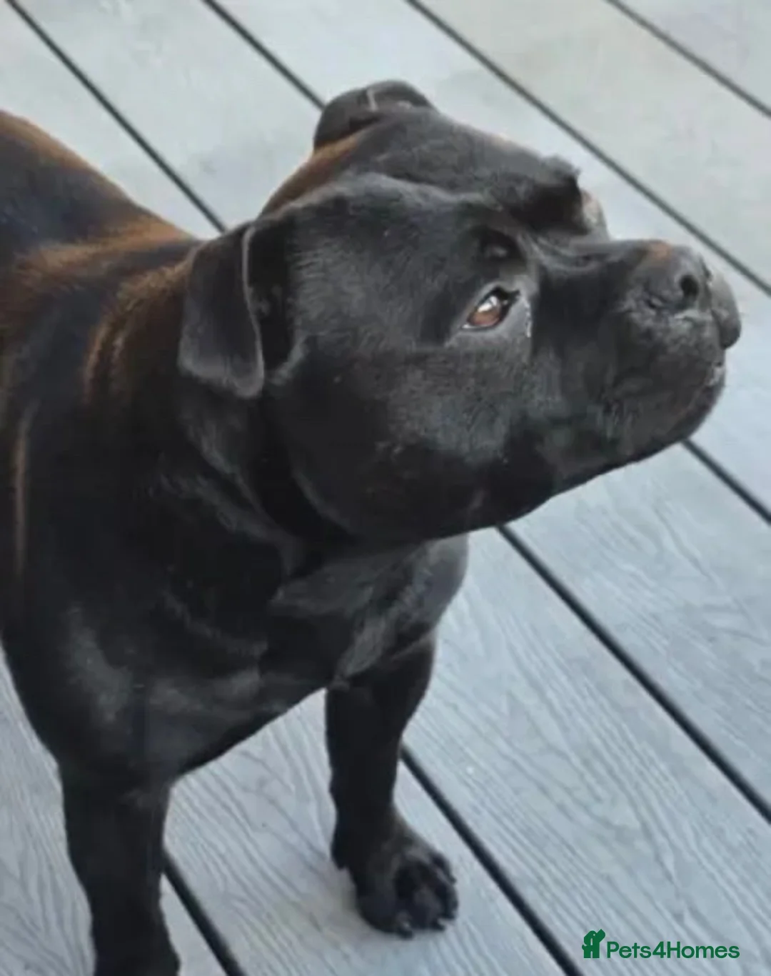 Staffordshire Bull Terrier dogs for sale:  Beautiful Staffordshire Bull Terrier Puppy - Advert 2