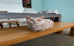 Mixed Breed cats for sale: British Short Hair Blue Cross Kittens For Sale!!!! - Image 4