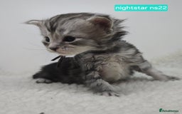 Maine Coon cats for sale: Maine Coon Kittens Silver Imported Shaded Lines - Image 4