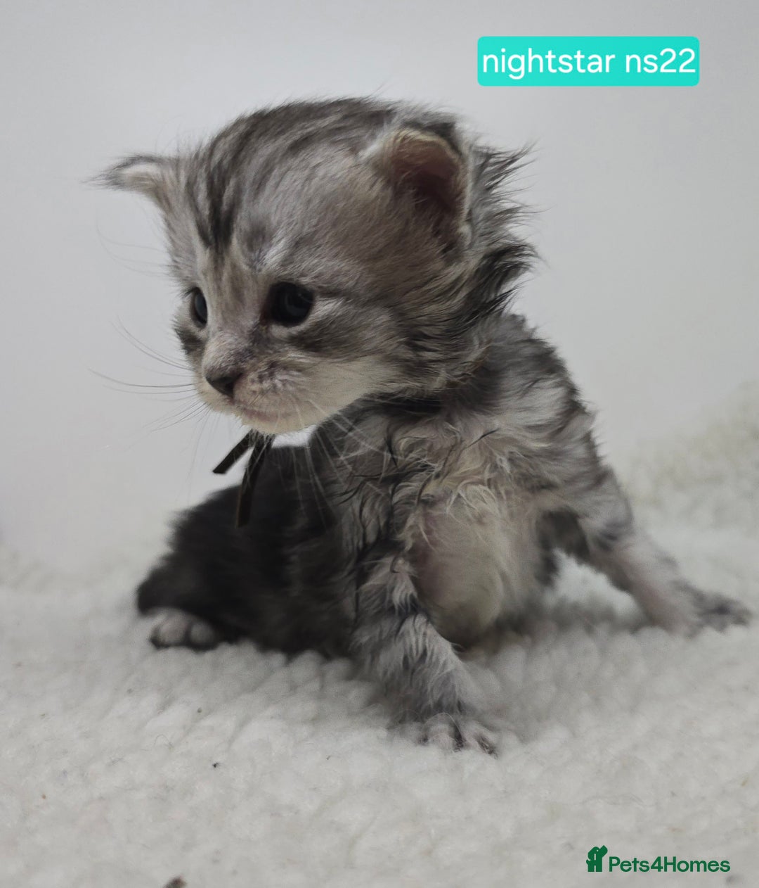 Maine Coon cats for sale: Maine Coon Kittens Silver Imported Shaded Lines - Image 4