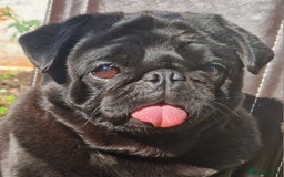 Pug dogs for stud: Kc registered tiny black pug for stud - Image 3